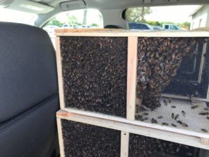 Installing packaged bees