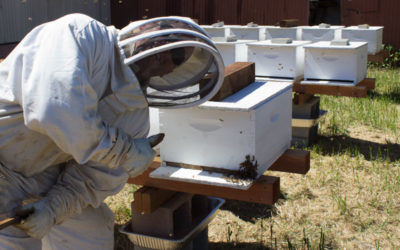 Getting Started in Beekeeping – Installing Packaged Bees!