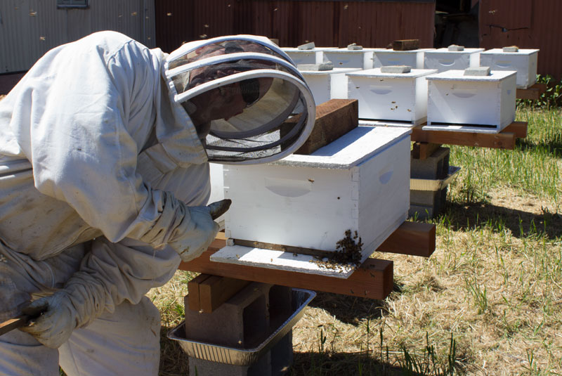 Getting Started in Beekeeping – Installing Packaged Bees!