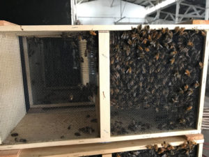 Installing a Package of Bees
